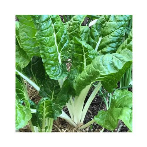 Spinach Fordhook Giant Farm Rescue Agri-Ventures 